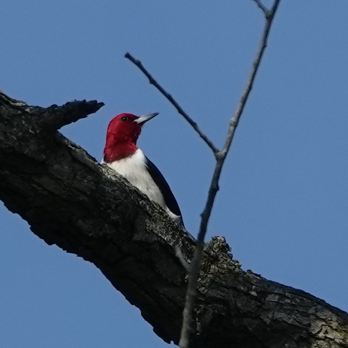 Red-headed Woodpecker - ML619848329
