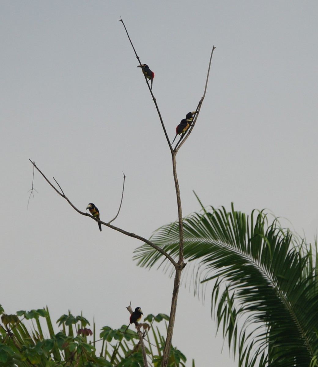 Collared Aracari - ML619848333