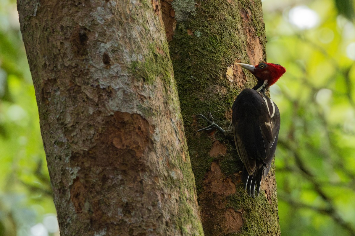 Pale-billed Woodpecker - ML619848342