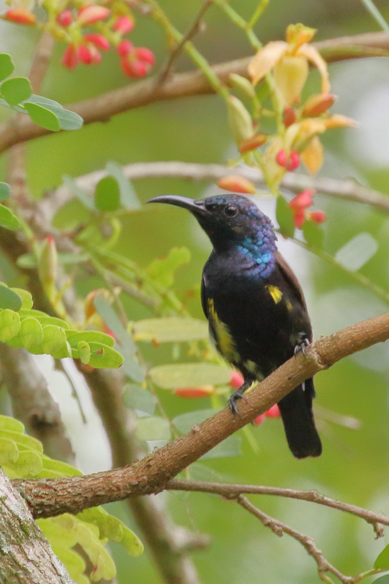 Purple Sunbird - ML619848343