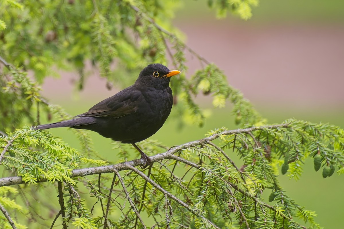 Eurasian Blackbird - ML619848347