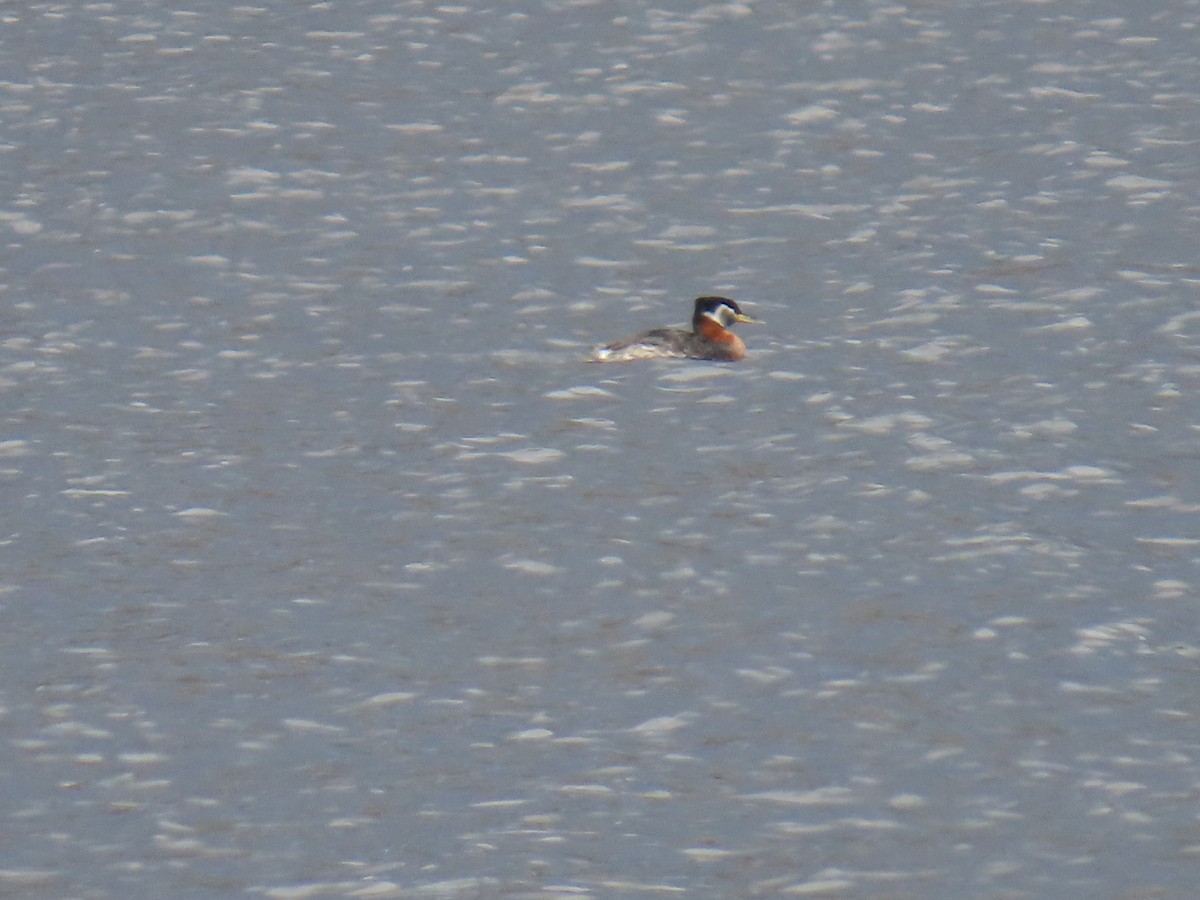Red-necked Grebe - ML619848348