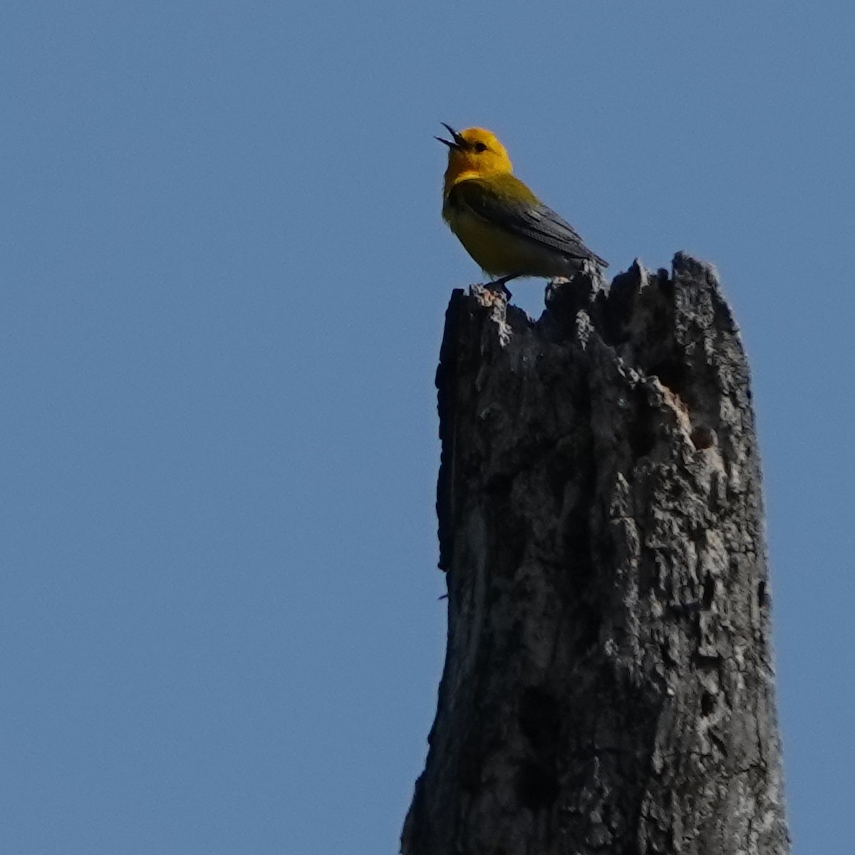 Prothonotary Warbler - ML619848353