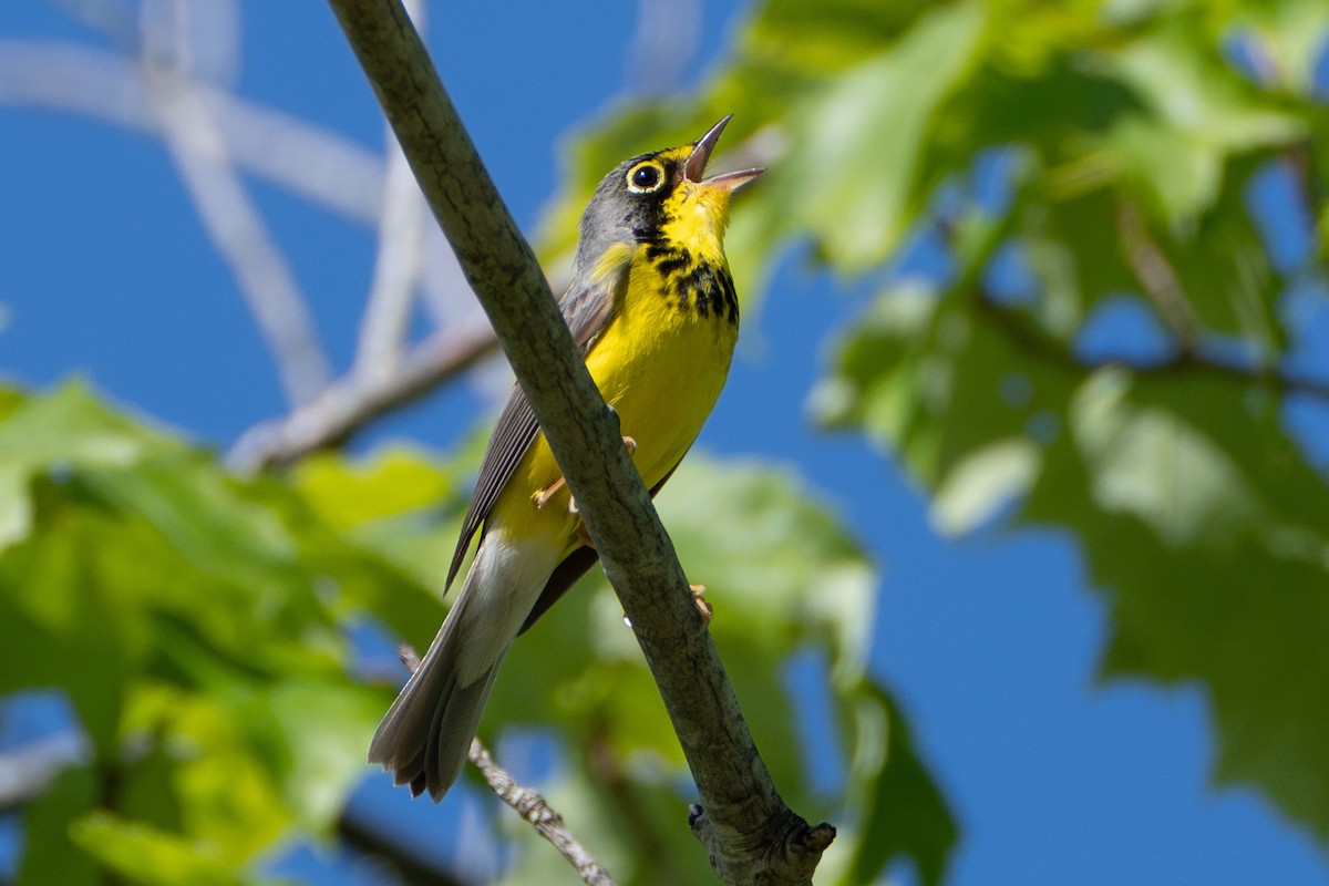 Canada Warbler - ML619848363