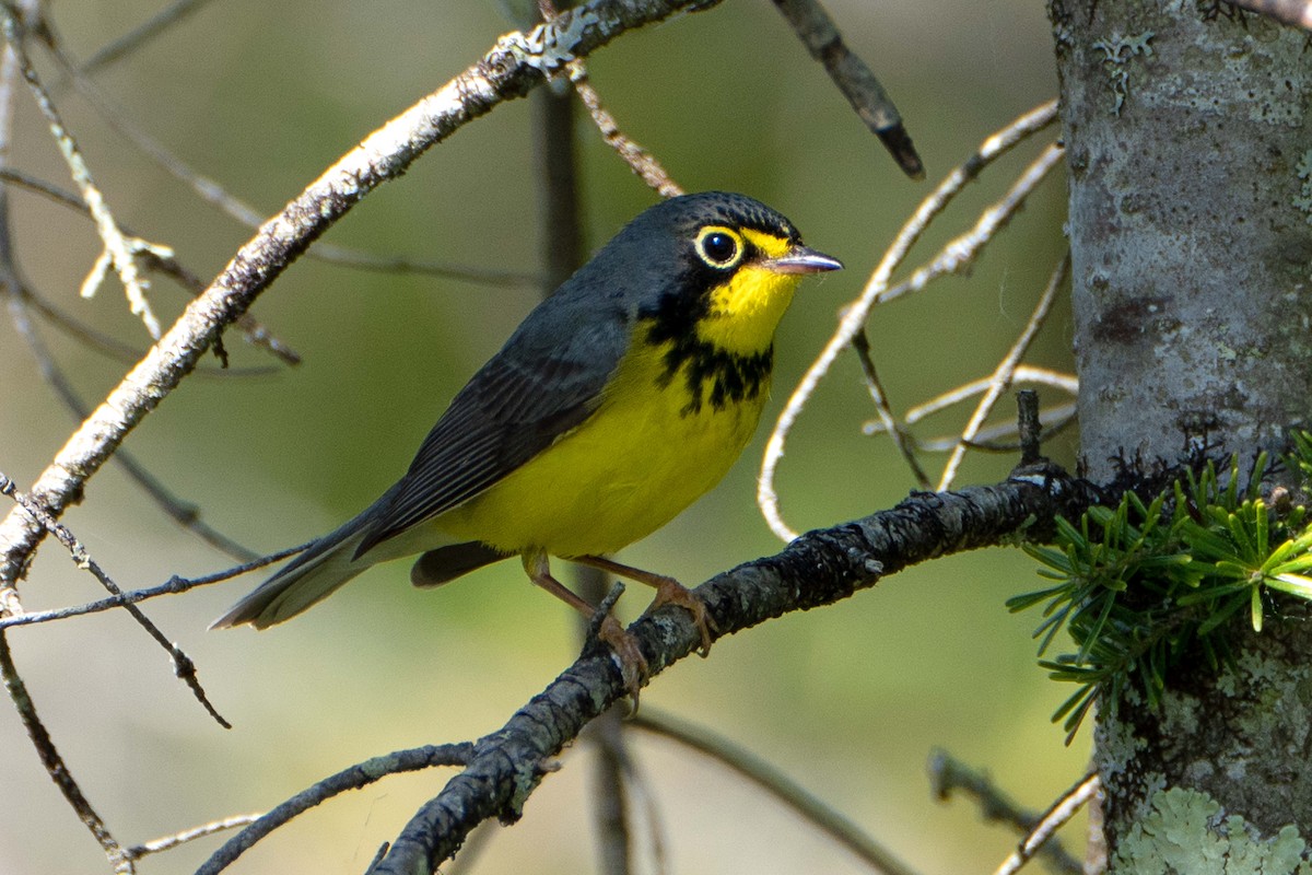 Canada Warbler - ML619848374