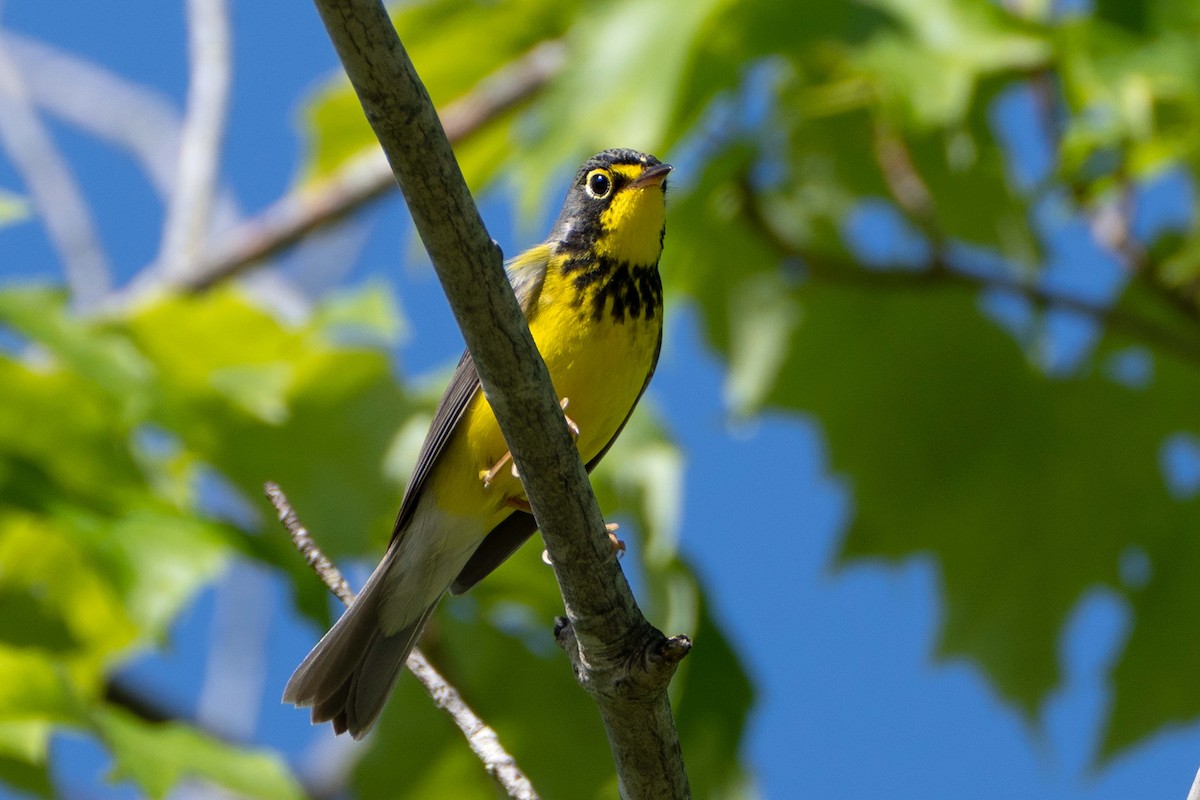 Canada Warbler - ML619848375