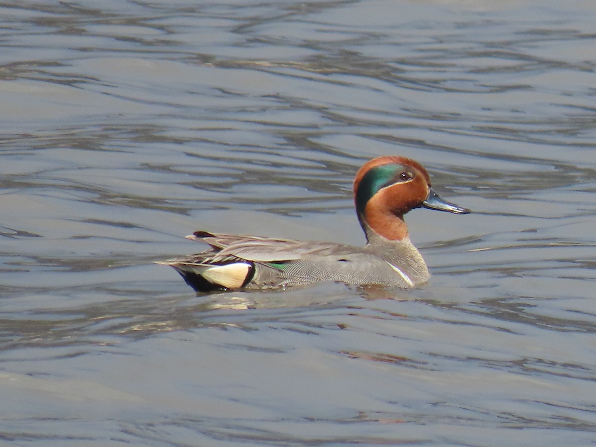 Green-winged Teal - ML619848376
