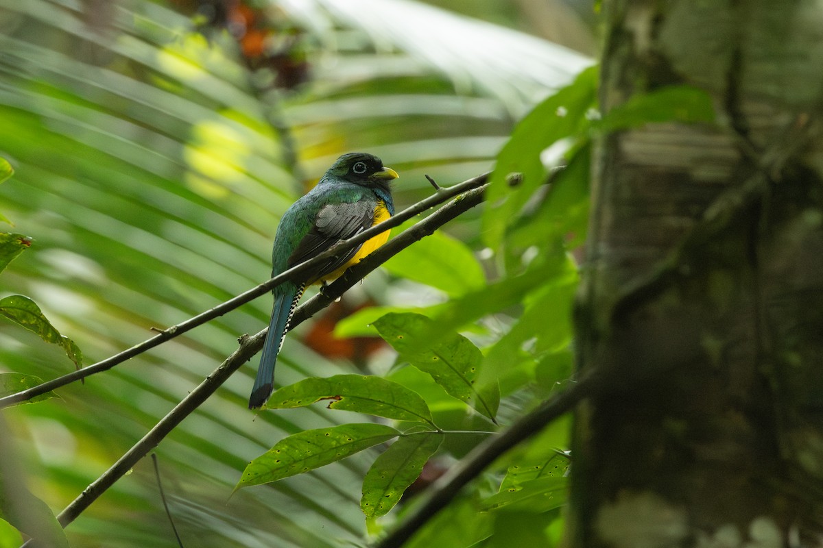 Northern Black-throated Trogon - ML619848390