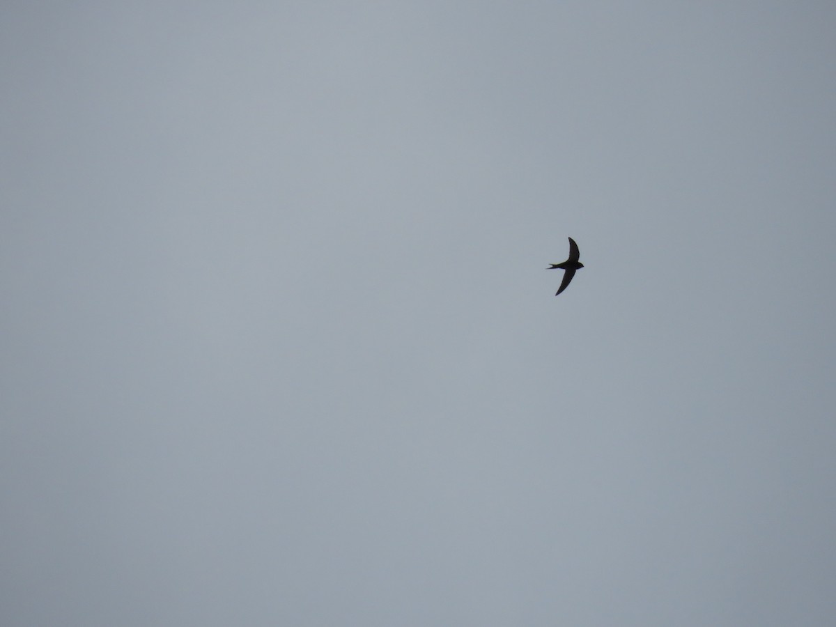 Common Swift - ML619848421