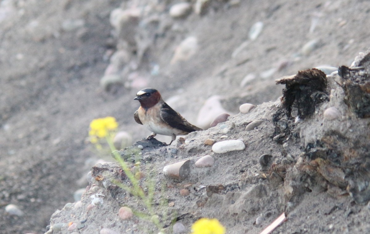 Cliff Swallow - ML619848425