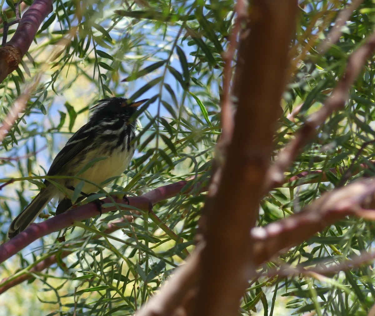 Pied-crested Tit-Tyrant - joaquin vial