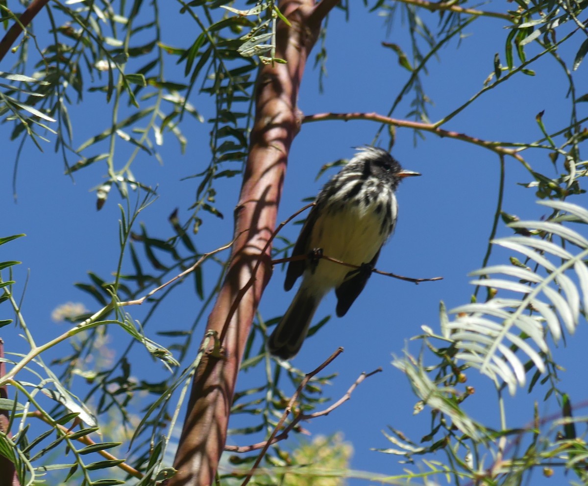 Pied-crested Tit-Tyrant - joaquin vial