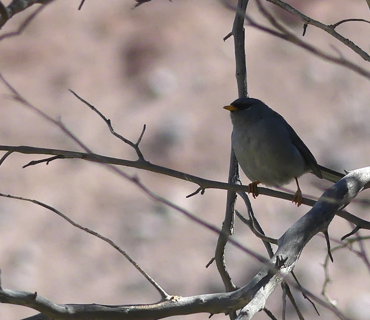 Slender-billed Finch - ML619848457