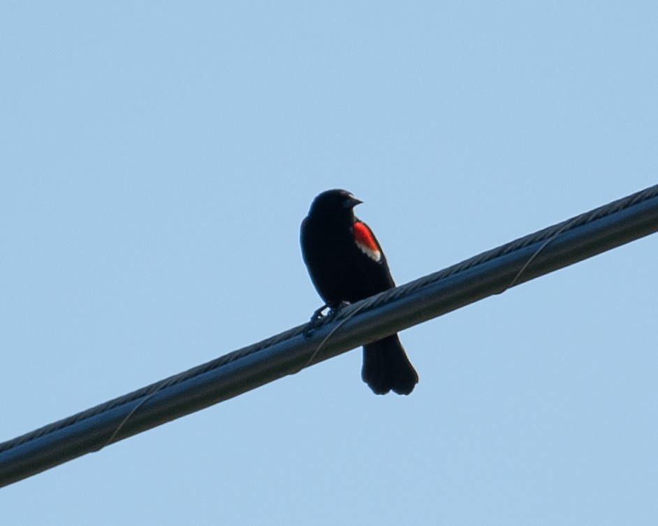 Red-winged Blackbird - ML619848471