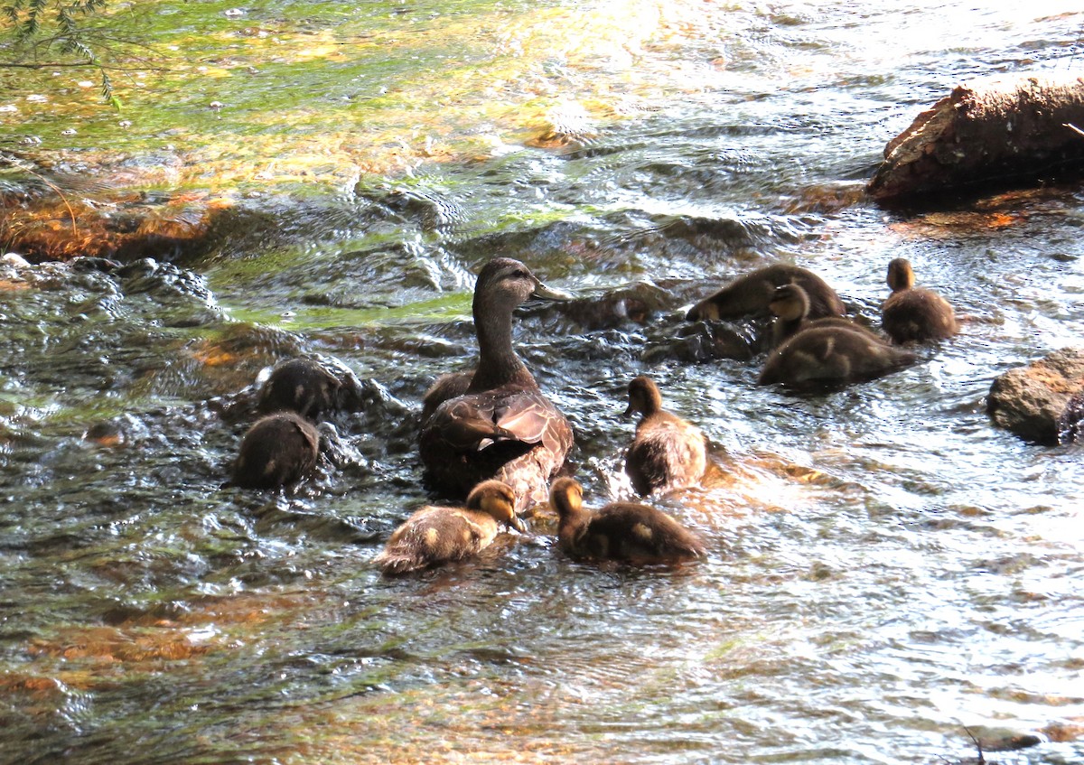 American Black Duck - ML619848490