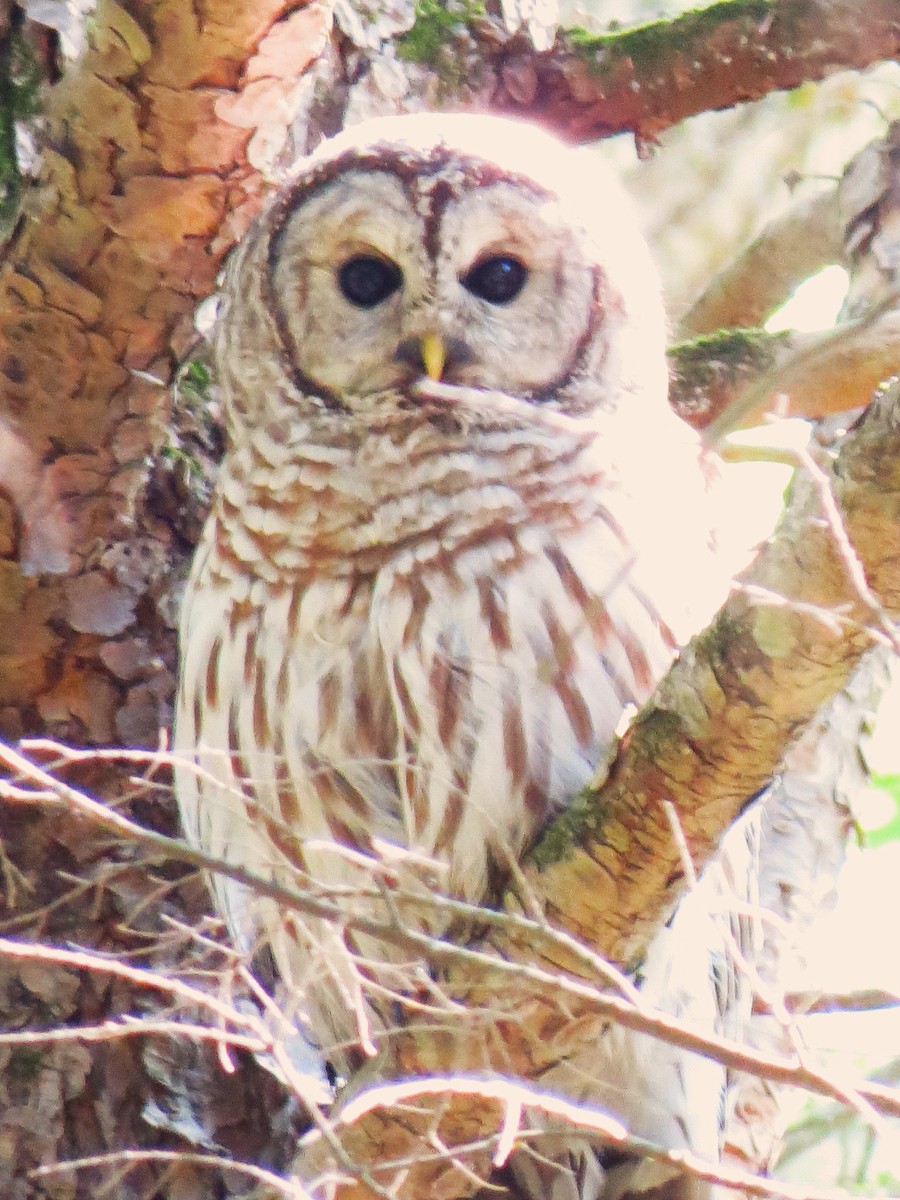 Barred Owl - ML619848506