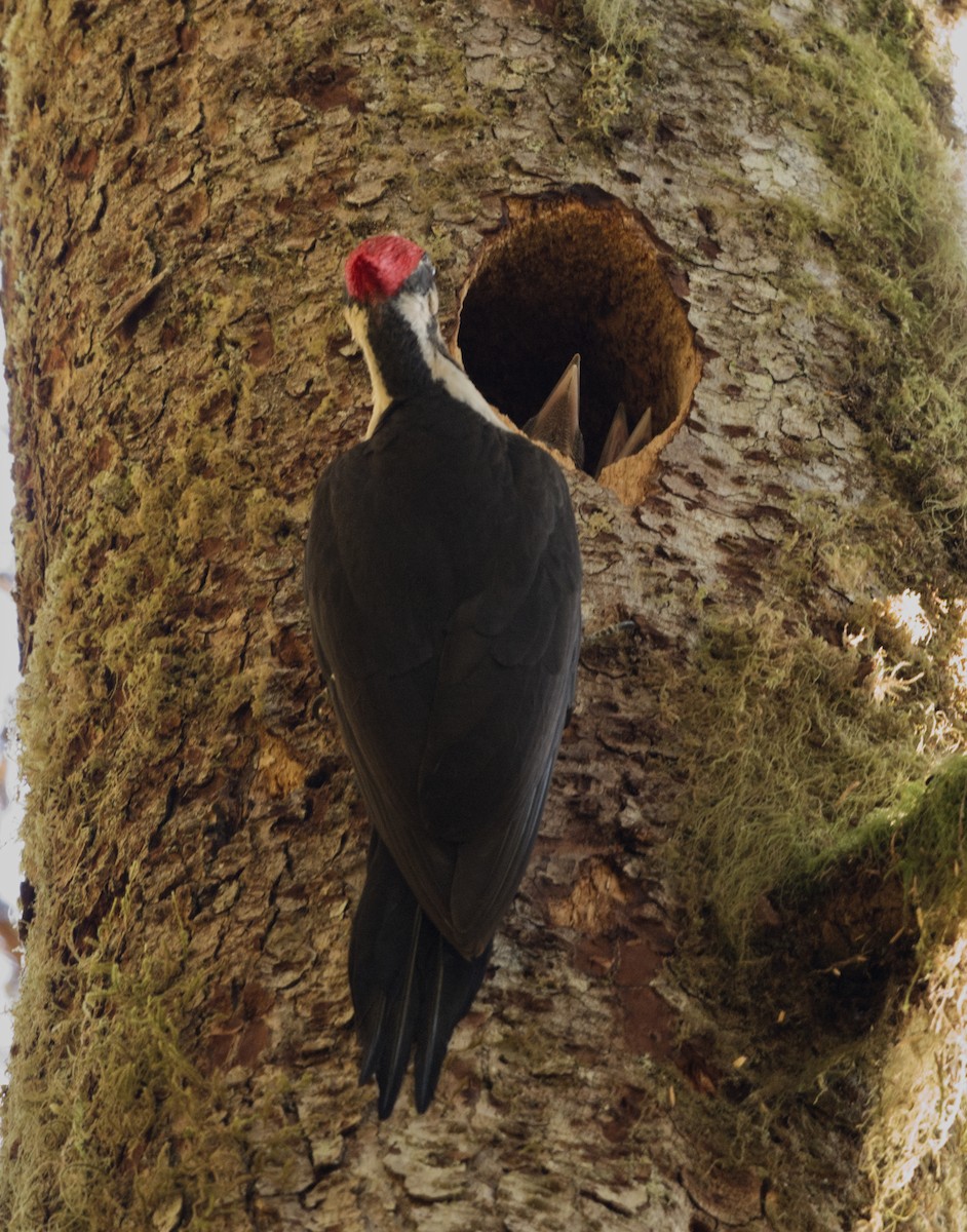 Pileated Woodpecker - ML619848519