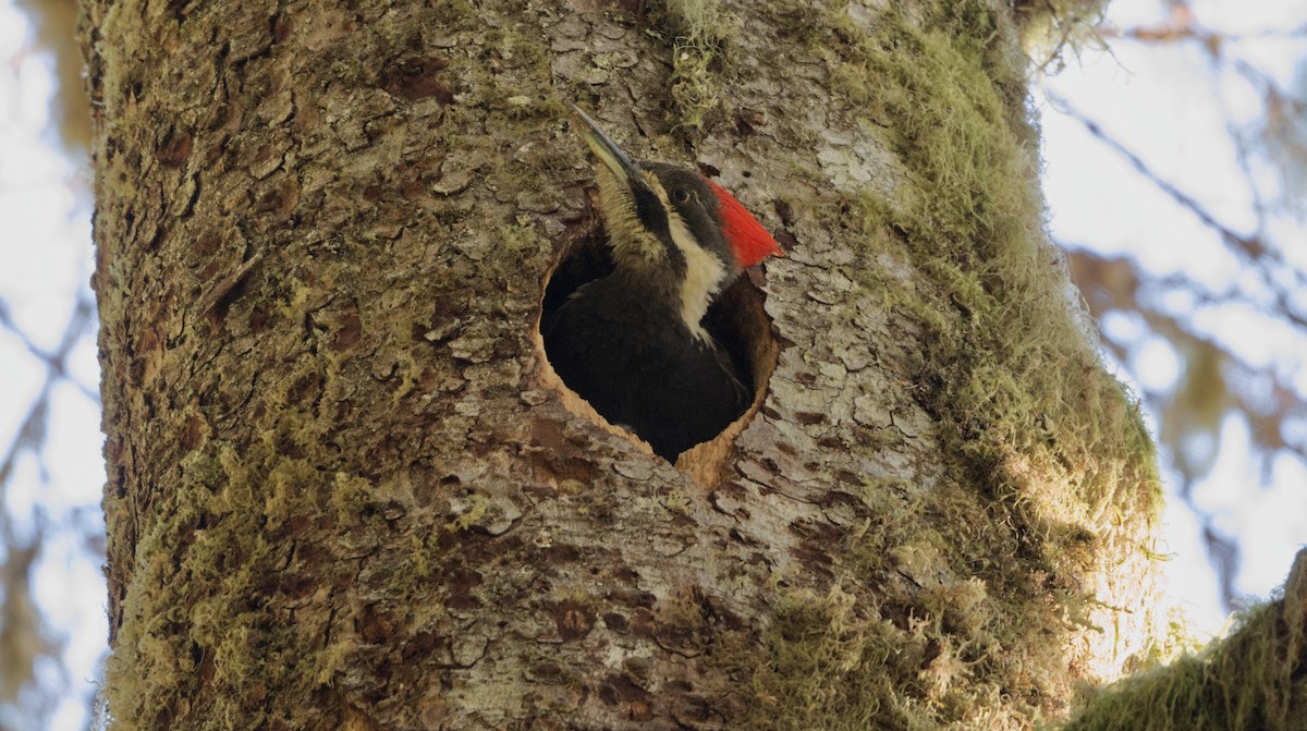 Pileated Woodpecker - ML619848531