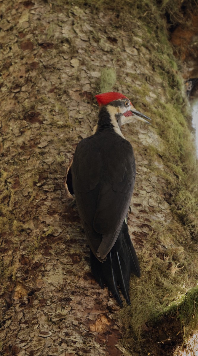 Pileated Woodpecker - ML619848540