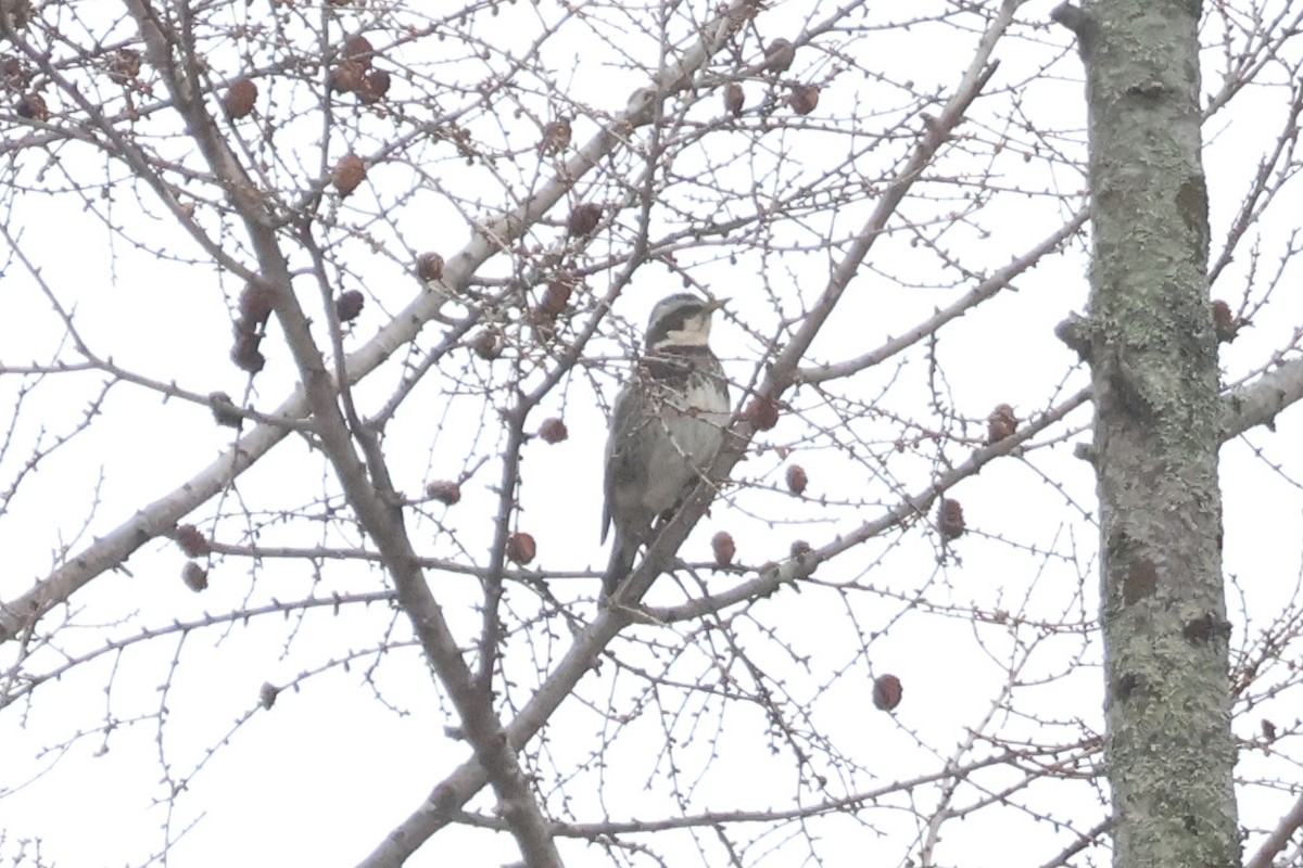 Dusky Thrush - ML619848576