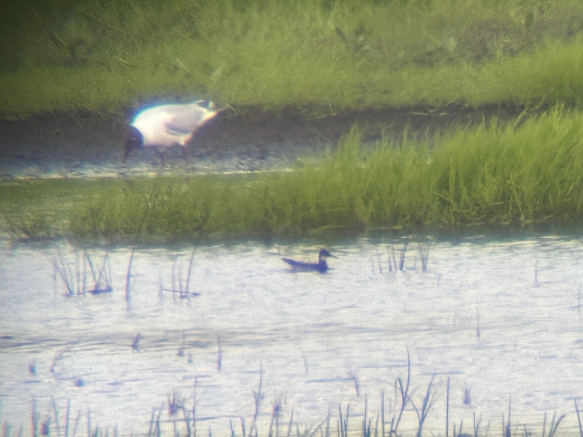 Red-necked Phalarope - ML619848592