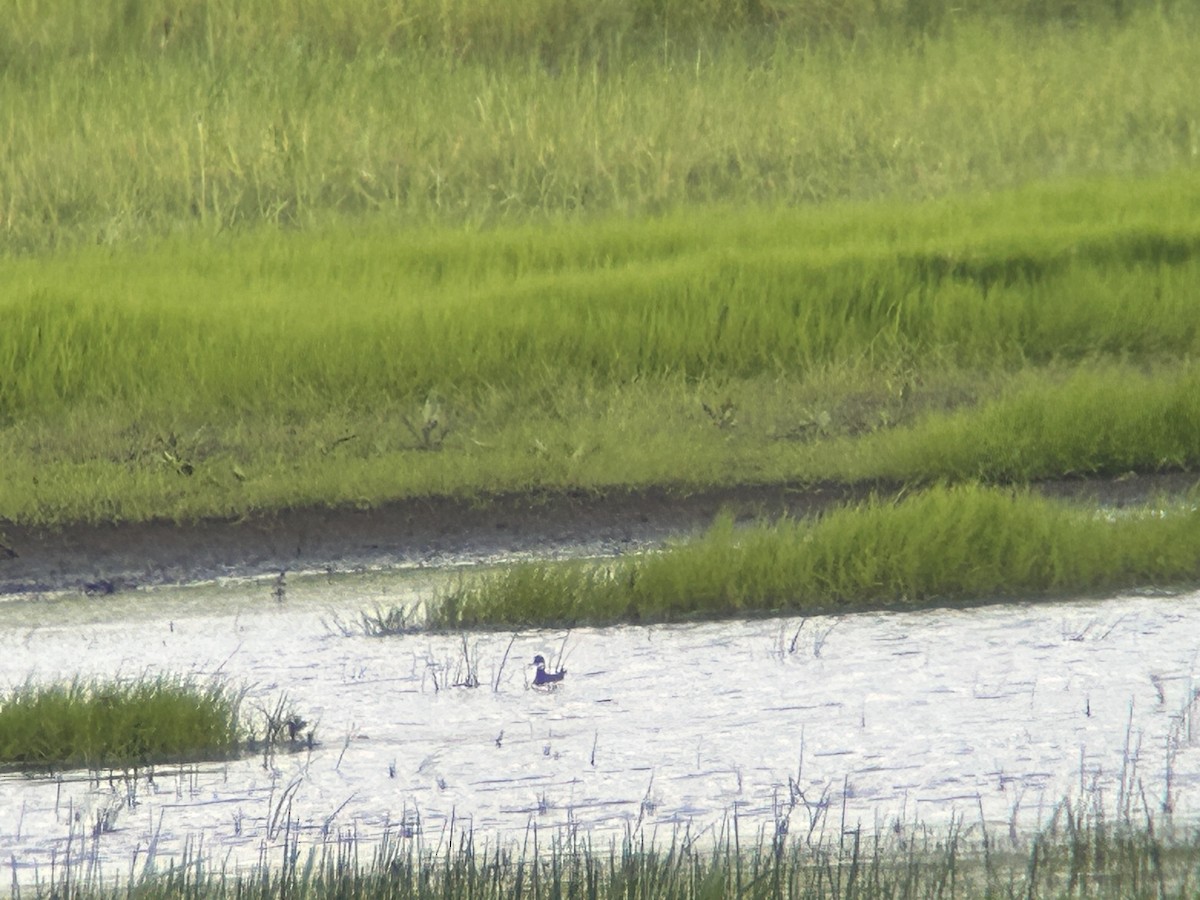 Phalarope à bec étroit - ML619848594