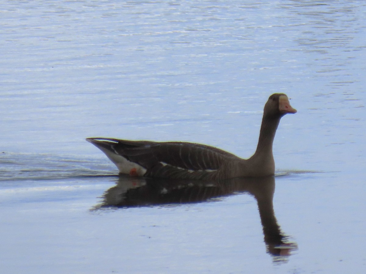 Greater White-fronted Goose - ML619848595