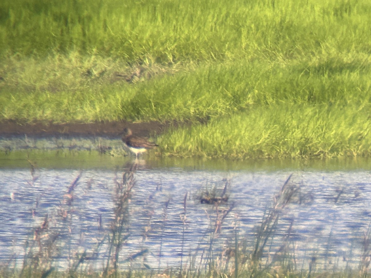 Green Sandpiper - ML619848605