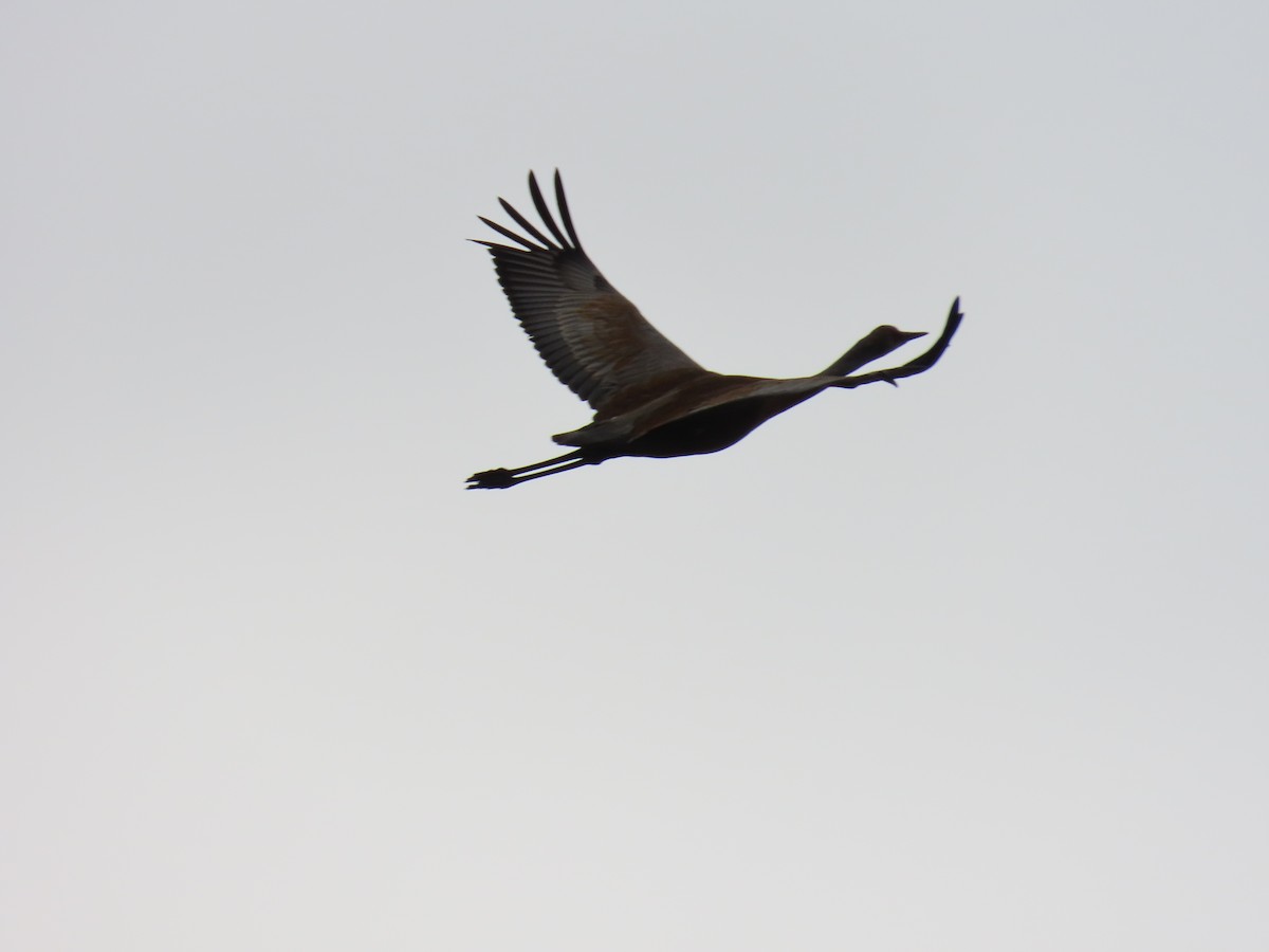 Grulla Canadiense - ML619848612