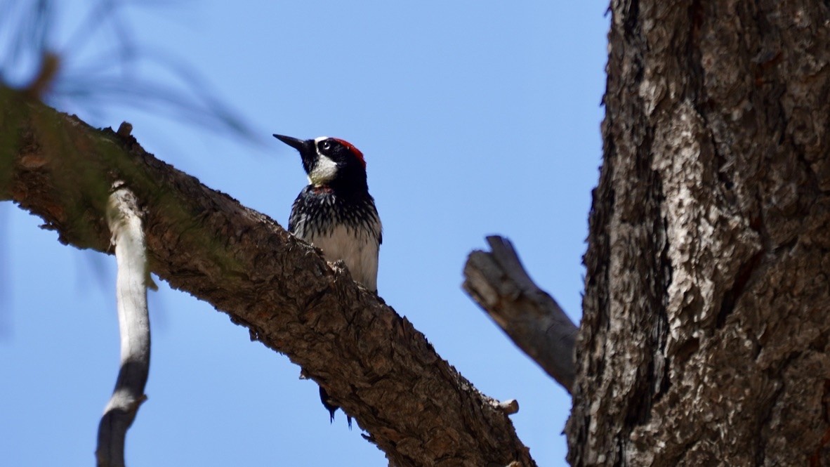Acorn Woodpecker - ML619848628