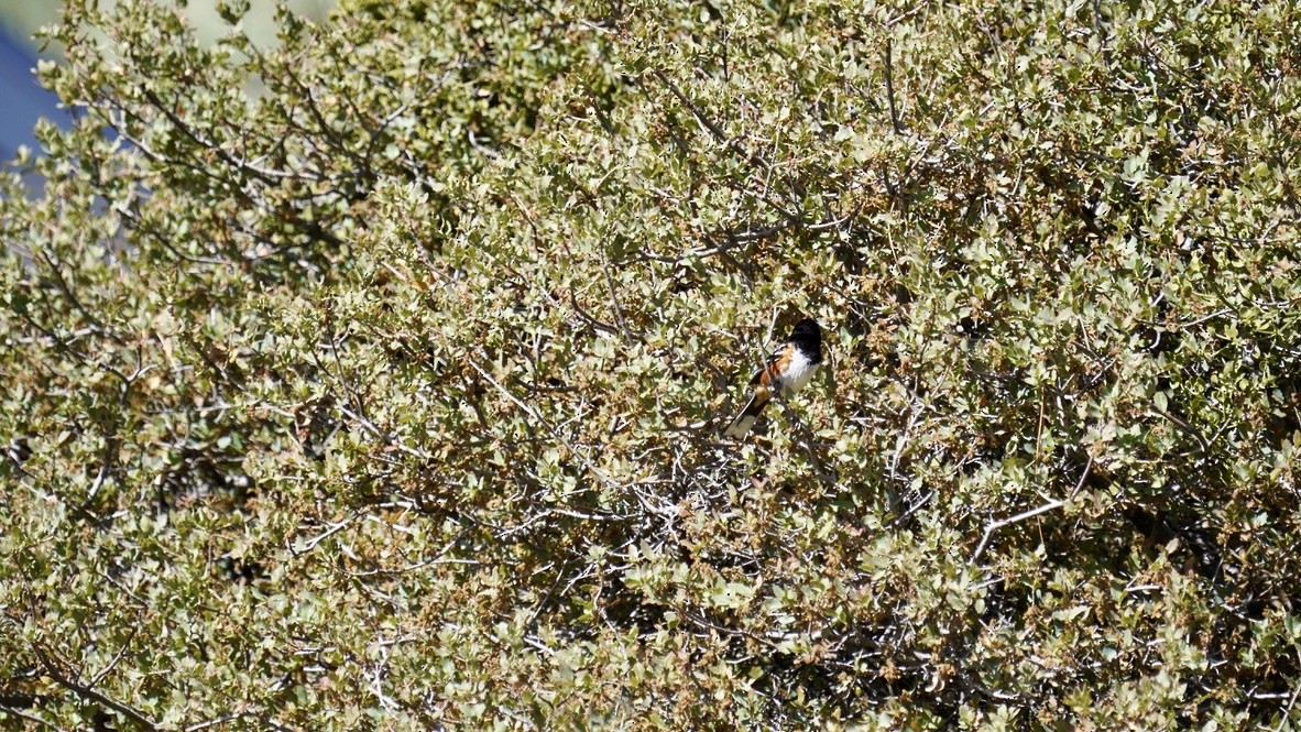 Spotted Towhee - ML619848639