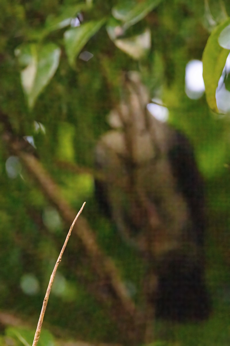 White-headed Pigeon - ML619848655