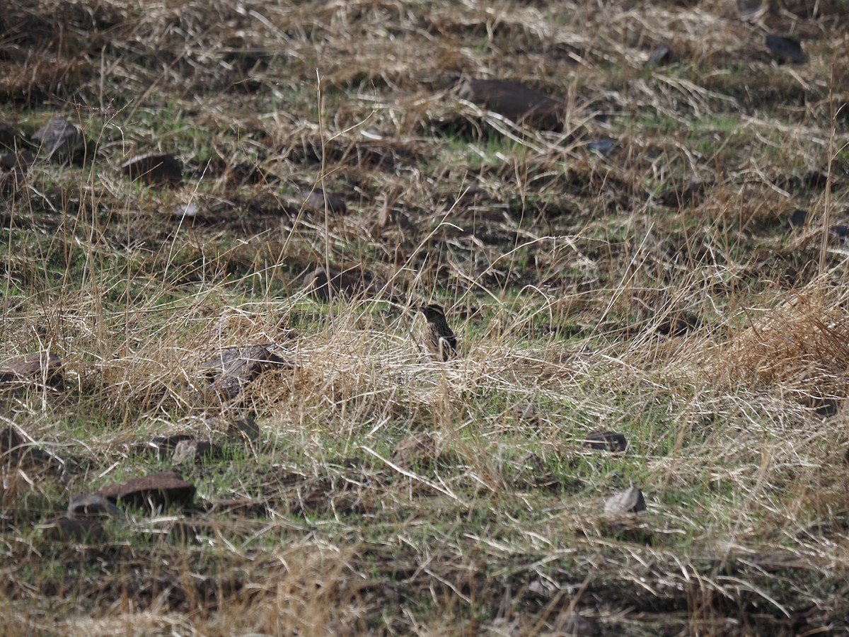 Long-tailed Meadowlark - ML619848656