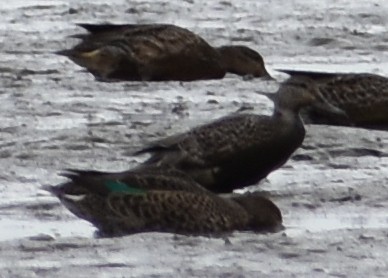 Green-winged Teal - ML619848661