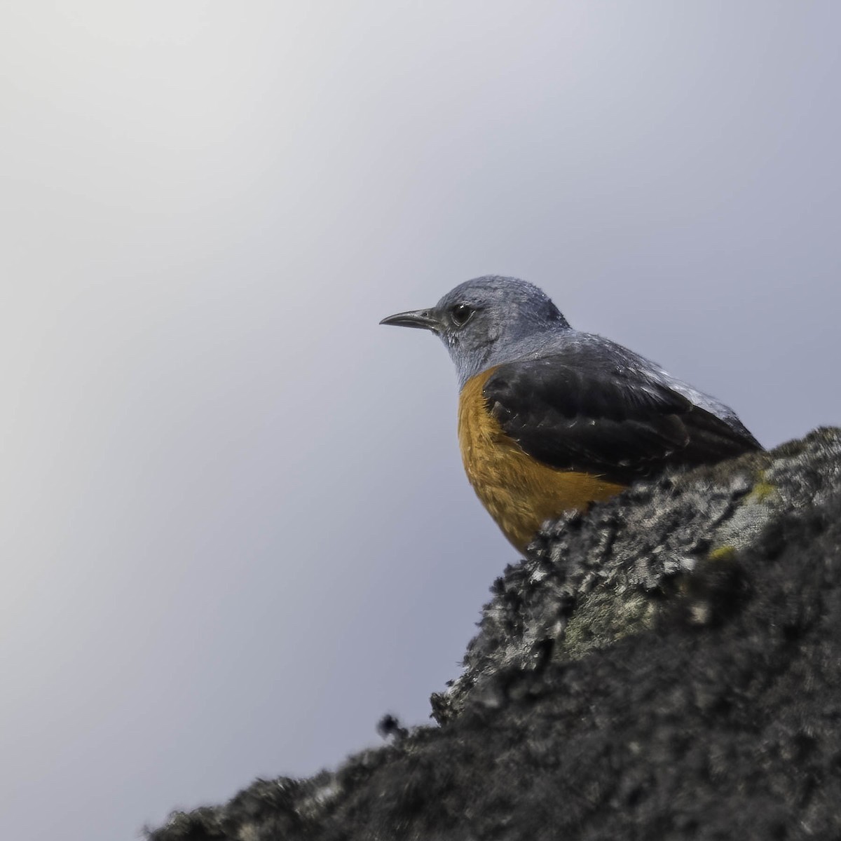 Rufous-tailed Rock-Thrush - ML619848664