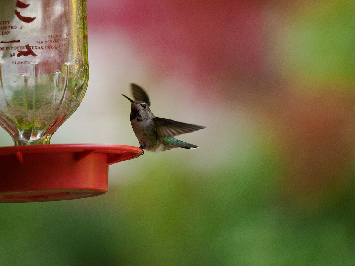Anna's Hummingbird - ML619848667
