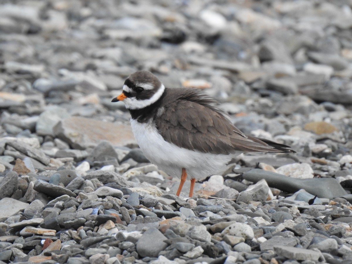 Common Ringed Plover - ML619848669