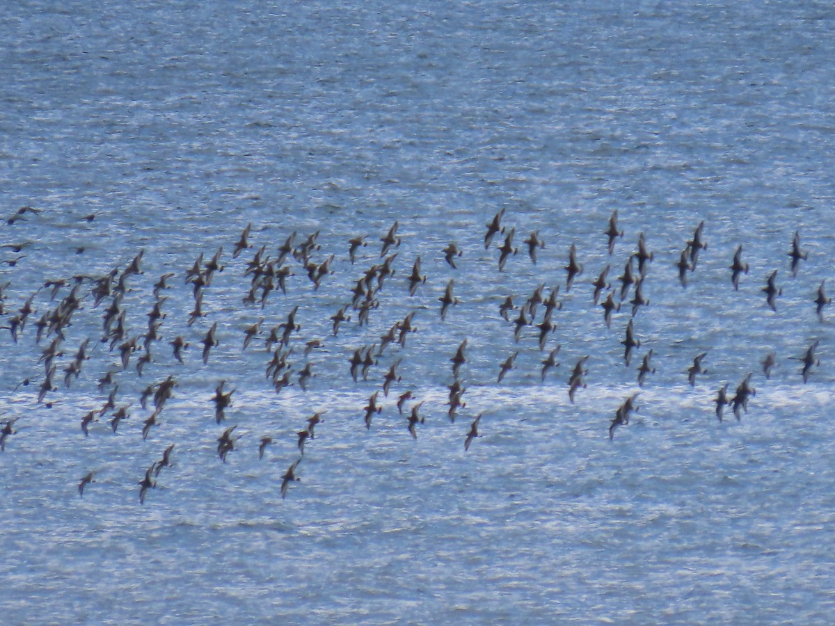 Surfbird - ML619848674