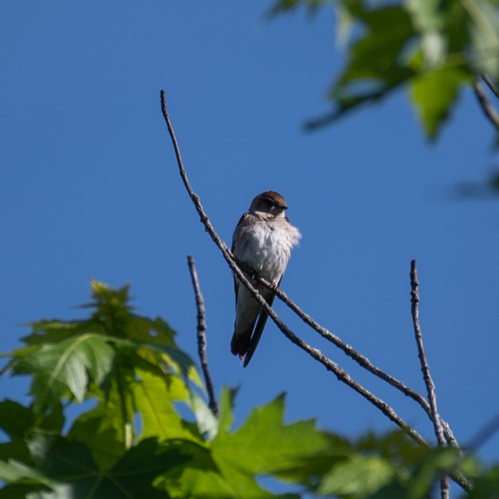 Northern Rough-winged Swallow - William Pixler