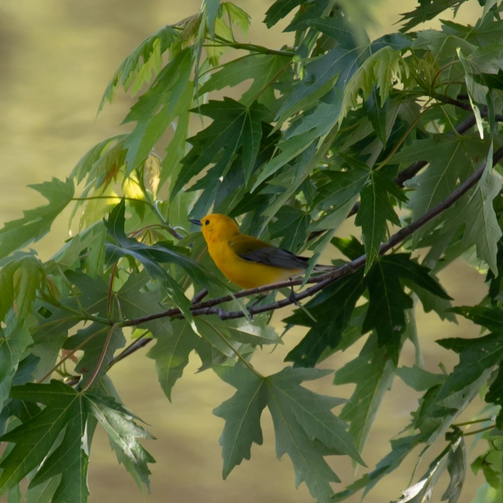Prothonotary Warbler - ML619848693