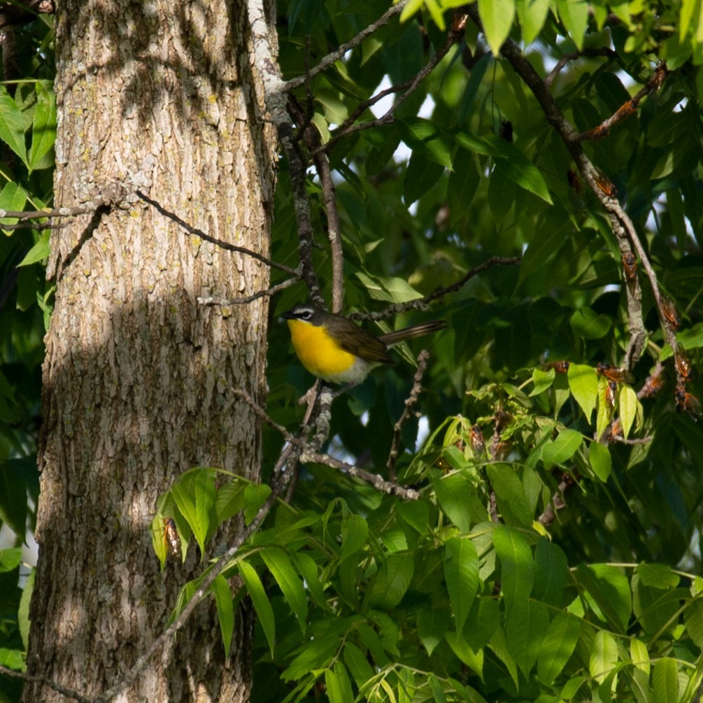 Yellow-breasted Chat - ML619848707