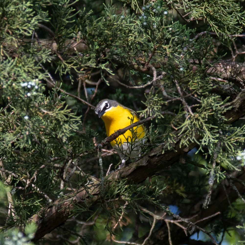 Yellow-breasted Chat - ML619848708