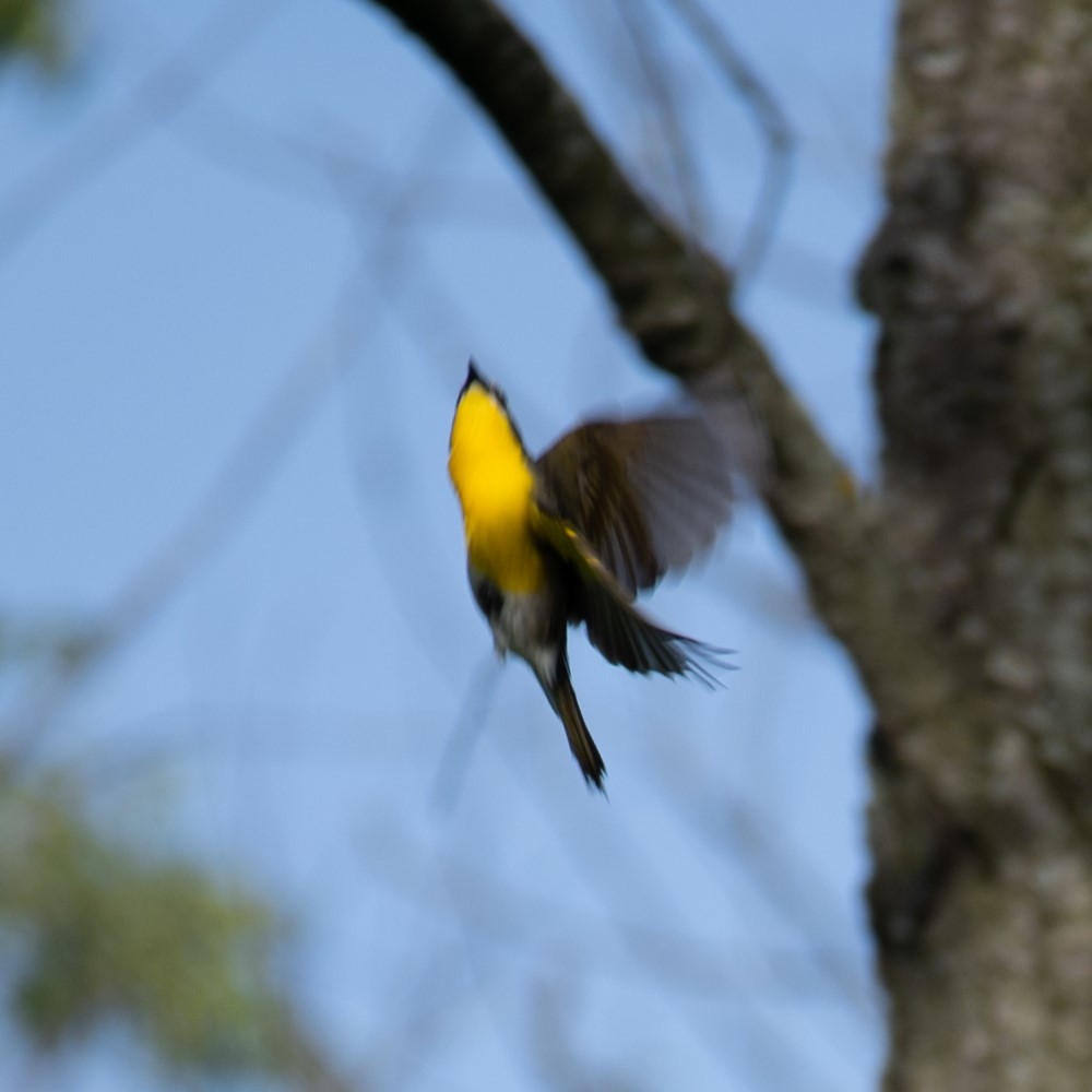 Yellow-breasted Chat - ML619848709