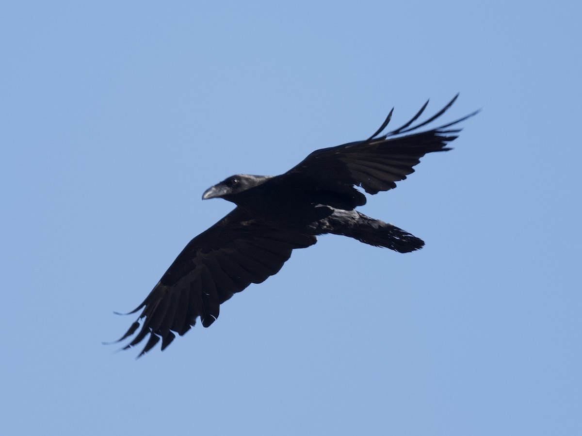 Common Raven - ML619848726