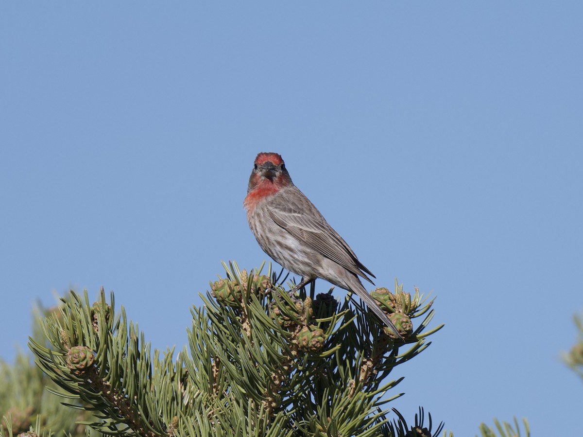 House Finch - ML619848737