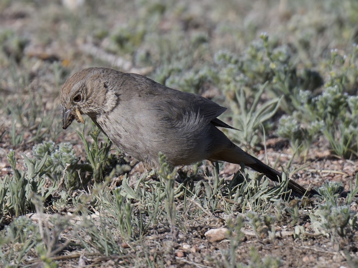 Canyon Towhee - ML619848744