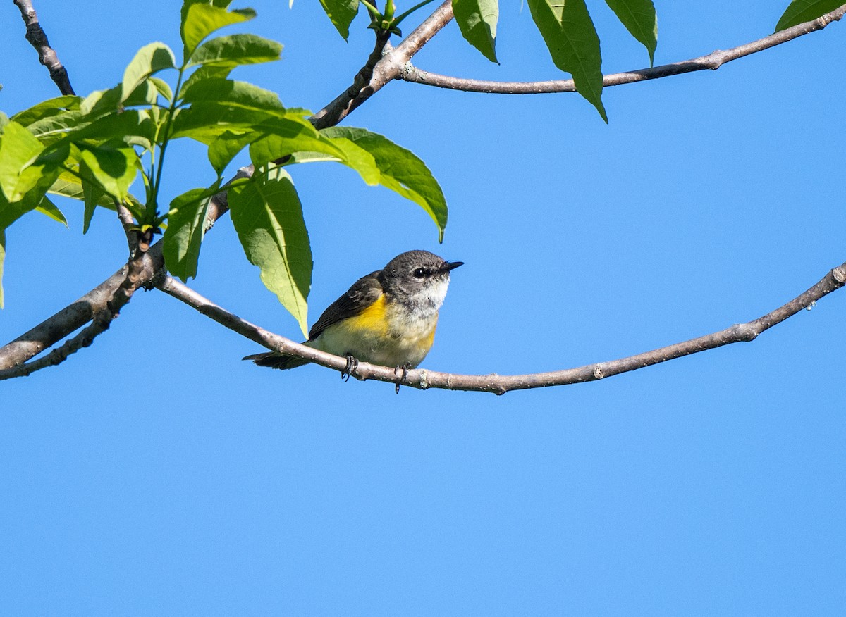 American Redstart - ML619848748