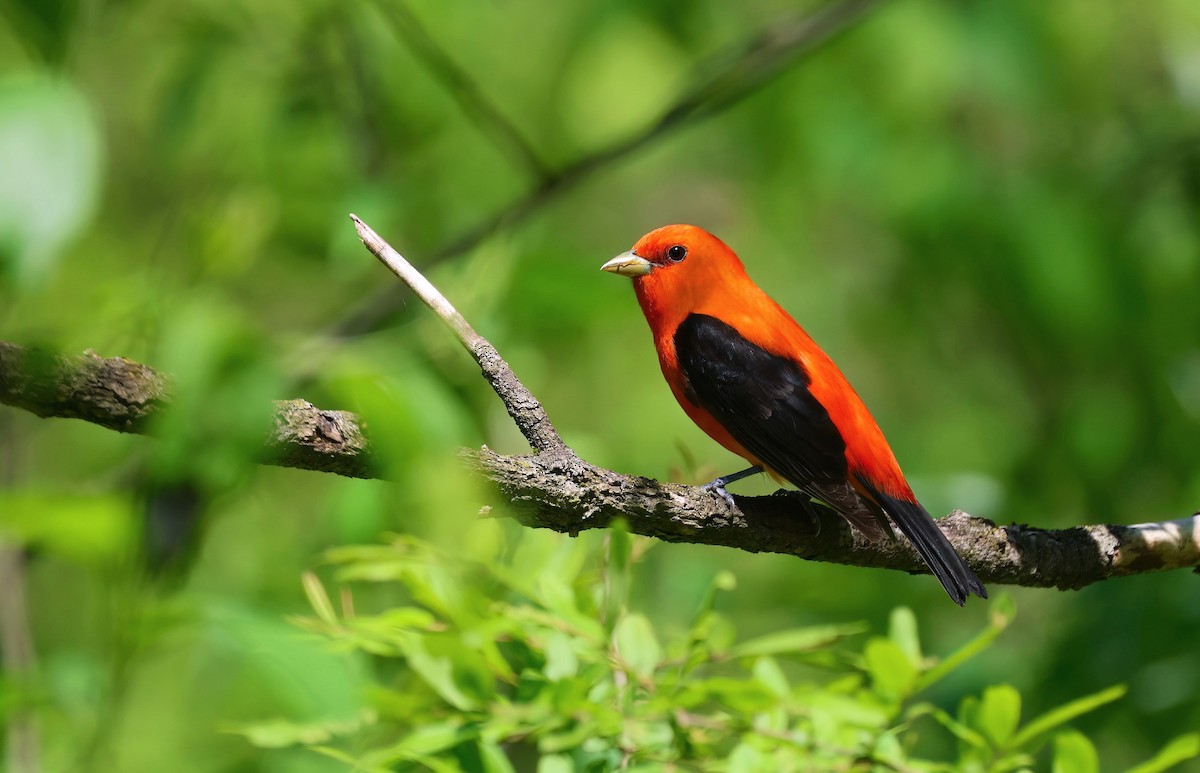 Scarlet Tanager - ML619848752