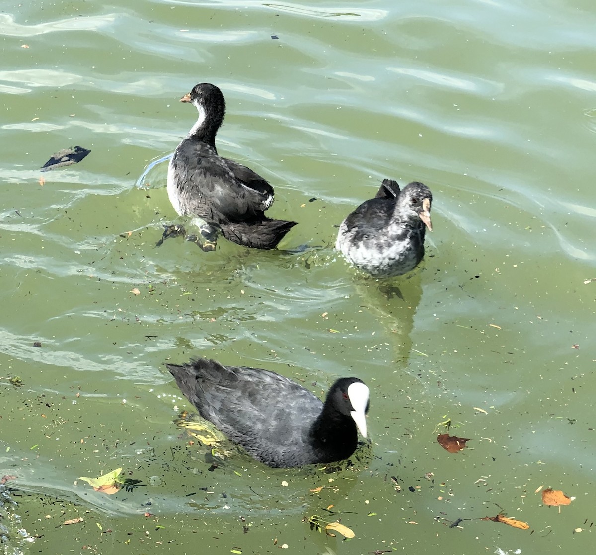 Eurasian Coot - ML619848753