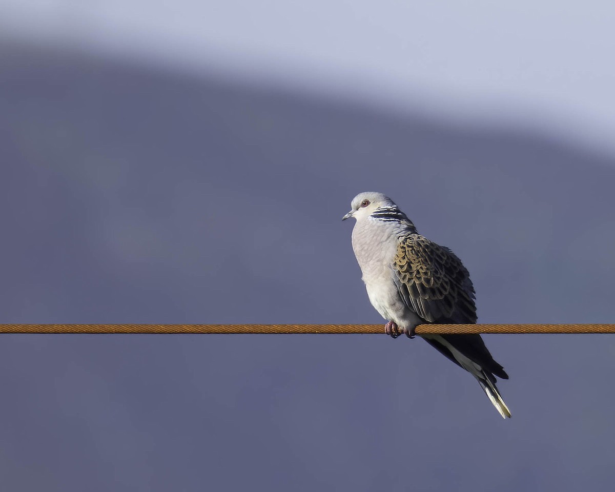 European Turtle-Dove - ML619848766